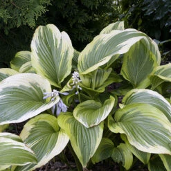 Blomsterfunkia 'Aureomarginata', 3-pack