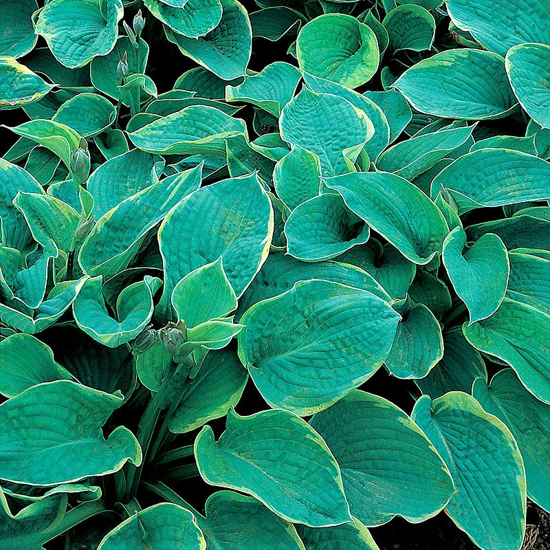 Daggfunkia 'Frances Williams', 3-pack 3 Daggfunkia 'Frances Williams', 3-pack