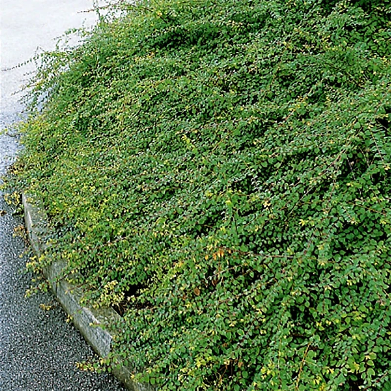 Hybridsnöbär 'Hancock' 30-50 Cm, 10-pack 3 Hybridsnöbär 'Hancock' 30-50 Cm, 10-pack