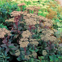 Kärleksört 'Matrona', 3-pack 9 Kärleksört 'Matrona', 3-pack -Elho Garden Shop hylotelethum matrona karleksort