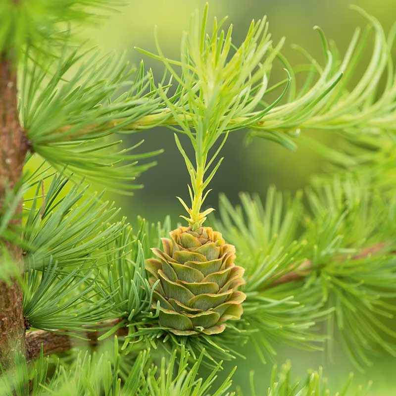 Japansk Lärk, 50-80 Cm 100-pack 4 Japansk Lärk, 50-80 Cm 100-pack - Image 2