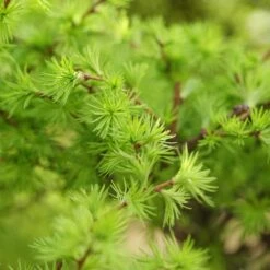 Japansk Lärk, 50-80 Cm 100-pack 7 Japansk Lärk, 50-80 Cm 100-pack -Elho Garden Shop japansk lark 3