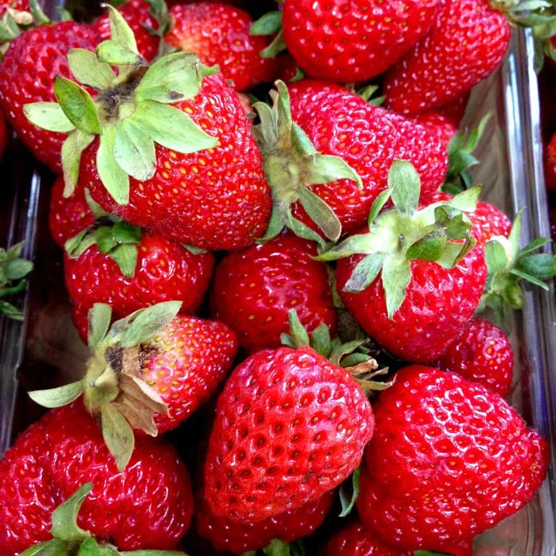 Jordgubbe 'Korona' 10-pack 4 Jordgubbe 'Korona' 10-pack - Image 2