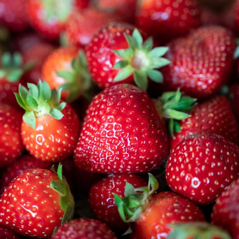 Jordgubbe 'Polka' 10-pack 4 Jordgubbe 'Polka' 10-pack - Image 2