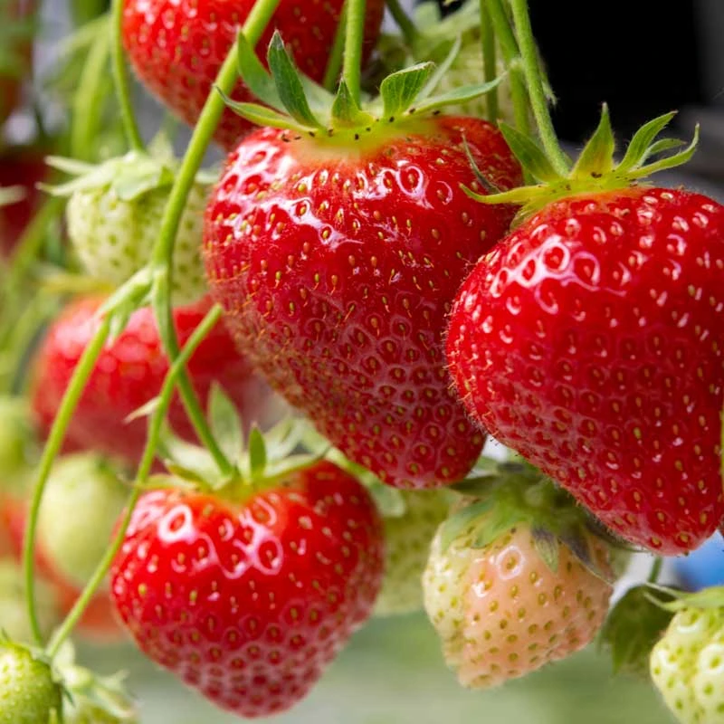 Jordgubbe 'Polka' 10-pack 3 Jordgubbe 'Polka' 10-pack