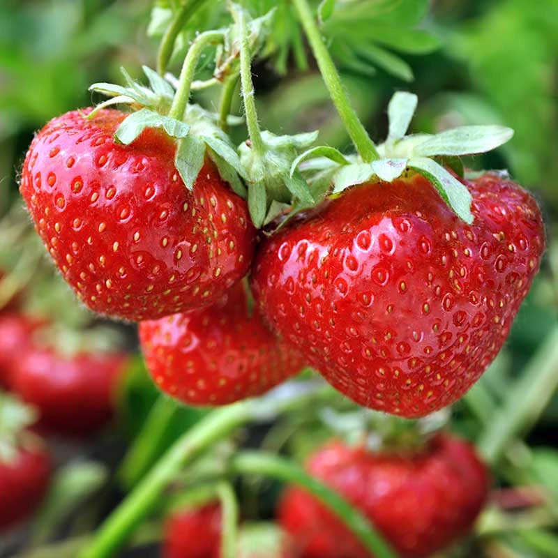 Jordgubbe 'Sengana' 10-pack 3 Jordgubbe 'Sengana' 10-pack