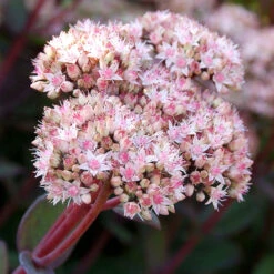 Kärleksört 'Matrona', 3-pack 8 Kärleksört 'Matrona', 3-pack -Elho Garden Shop karleksort hylotelethum matrona