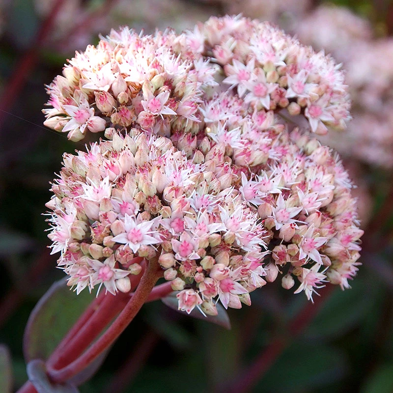 Kärleksört 'Matrona', 3-pack 5 Kärleksört 'Matrona', 3-pack - Image 3