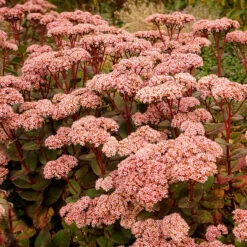 Kärleksört 'Matrona', 3-pack 7 Kärleksört 'Matrona', 3-pack -Elho Garden Shop karleksort matrona