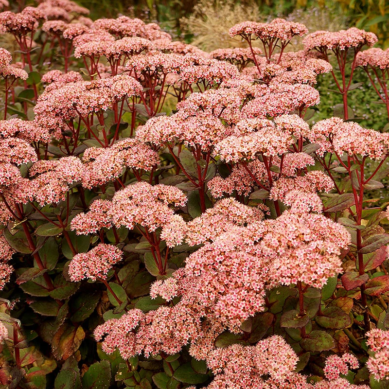 Kärleksört 'Matrona', 3-pack 4 Kärleksört 'Matrona', 3-pack - Image 2