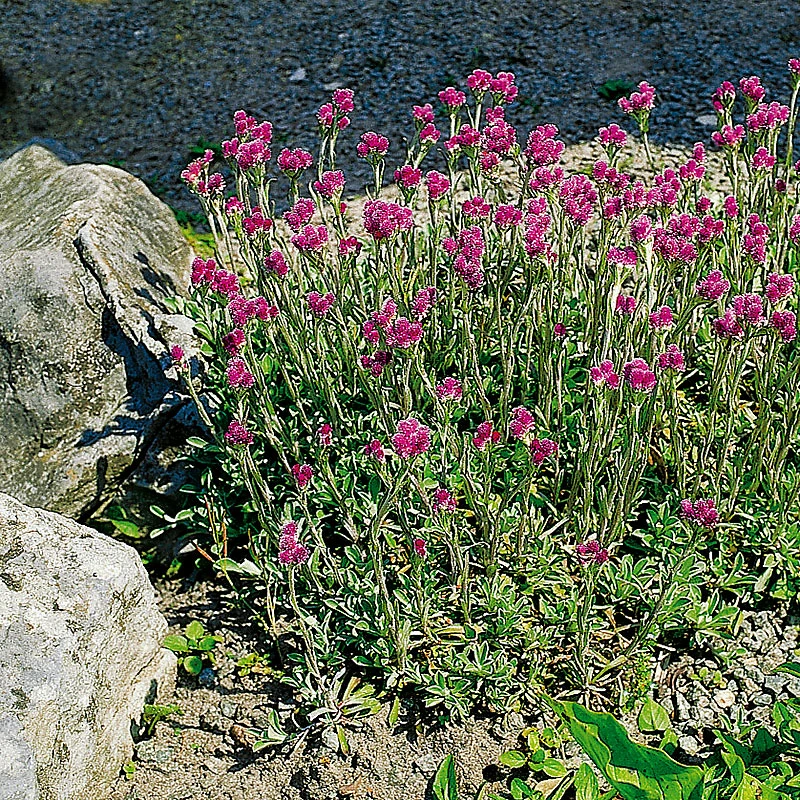 Kattfot, 6-pack 2 Kattfot, 6-pack