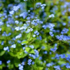 Elho Garden Shop 4 Elho Garden Shop -Elho Garden Shop kaukasisk forgatmigej jack frost 2