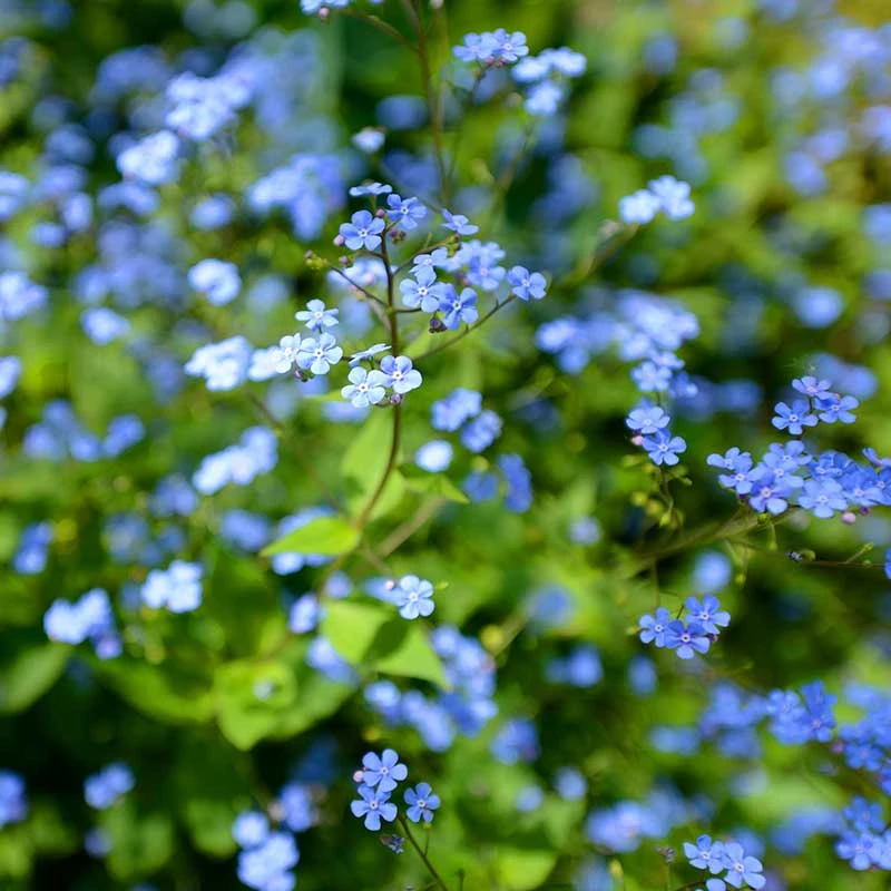 Kaukasisk Förgätmigej 'Jack Frost', 3-pack 3 Kaukasisk Förgätmigej 'Jack Frost', 3-pack - Image 2