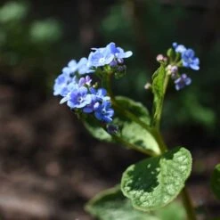 Kaukasisk Förgätmigej 'Jack Frost', 3-pack 6 Kaukasisk Förgätmigej 'Jack Frost', 3-pack -Elho Garden Shop kaukasisk forgatmigej jack frost 3