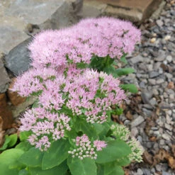 Kinesisk Kärleksört 'Granlunda', 3-pack -Elho Garden Shop kinesisk karleksort granlunda 1