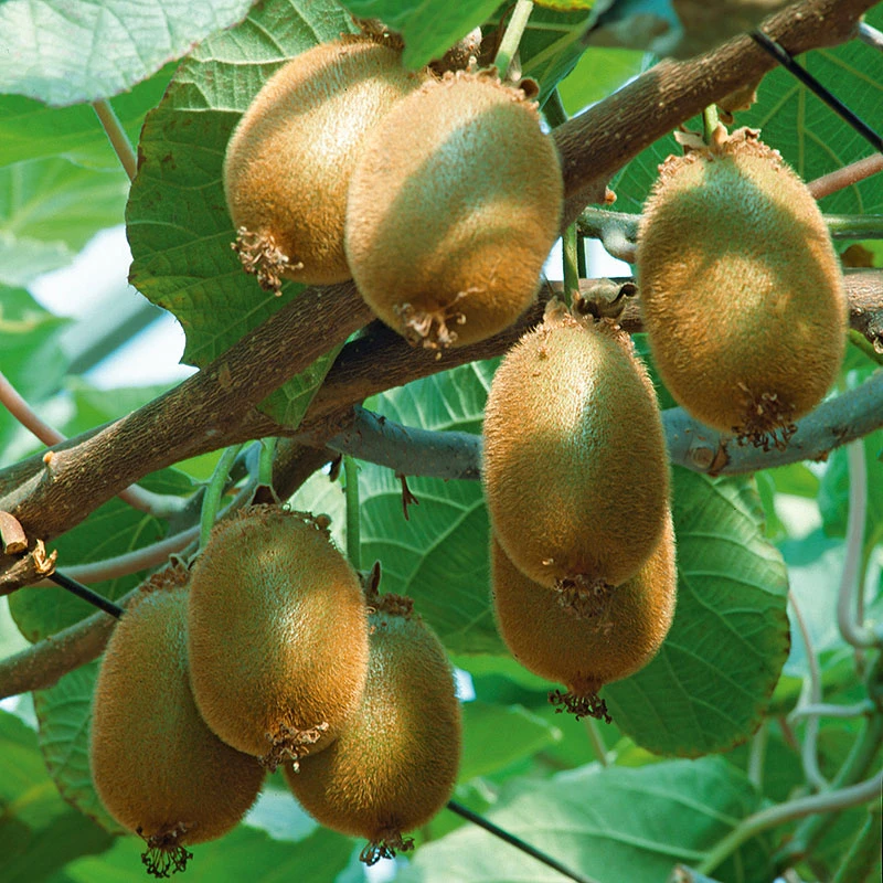 Kiwi 'Jenny' 3 Kiwi 'Jenny'