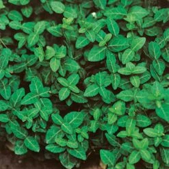 Klätterbenved 'Radicans' 10-pack