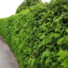 Tuja Brabant 80-100 Cm, 10-pack 1 Tuja Brabant 80-100 Cm, 10-pack -Elho Garden Shop klippt thujahack brabant 1
