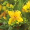Knapphyperikum 'Gemo' 10-pack 1 Knapphyperikum 'Gemo' 10-pack -Elho Garden Shop knapphyperikum gemo co