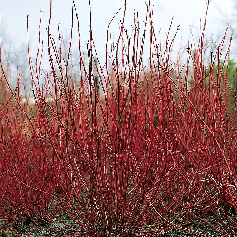 Korallkornell 50-80 Cm, 10-pack 4 Korallkornell 50-80 Cm, 10-pack - Image 2