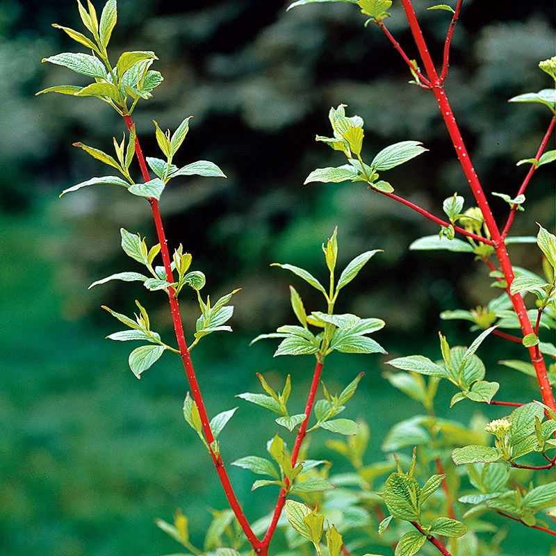 Korallkornell 50-80 Cm, 10-pack 3 Korallkornell 50-80 Cm, 10-pack