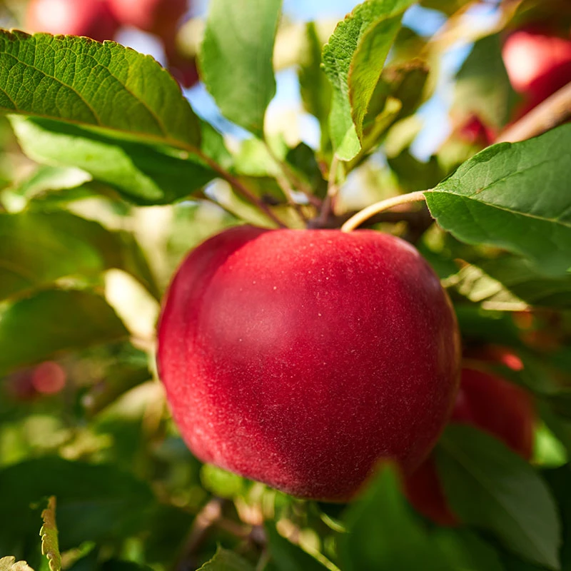 Äpple 'Katja' E - M Uppbindn 4 Äpple 'Katja' E - M Uppbindn - Image 2