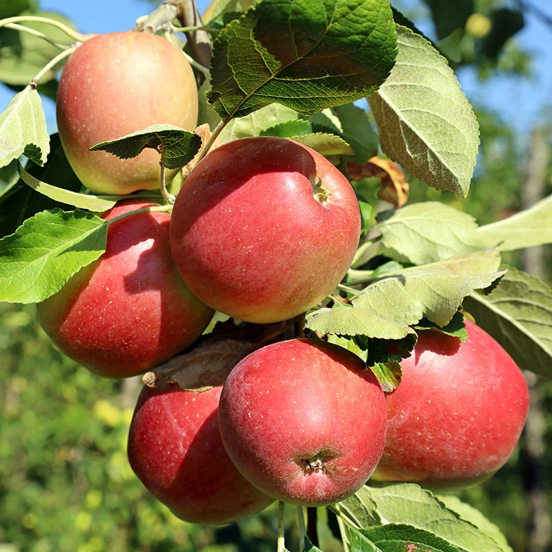 Äpple LOVISA® E - M Uppbindn 3 Äpple LOVISA® E - M Uppbindn