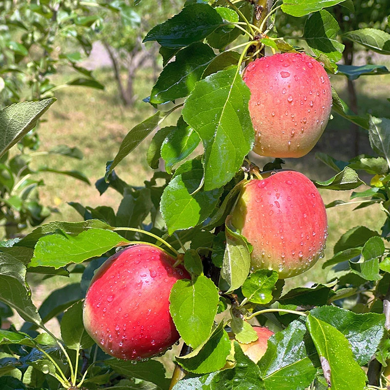 Äpple LOVISA® E - M Uppbindn 4 Äpple LOVISA® E - M Uppbindn - Image 2