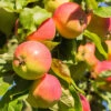 Äpple 'Mantet' 1 Äpple 'Mantet' -Elho Garden Shop krukodlad apple mantet 1