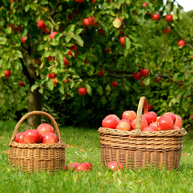 Äpple 'Mantet' - M Uppbindn 4 Äpple 'Mantet' - M Uppbindn - Image 2