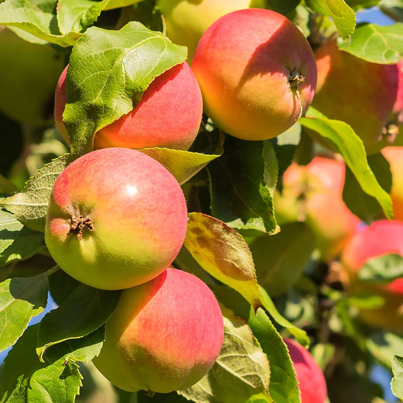 Äpple 'Mantet' - M Uppbindn 3 Äpple 'Mantet' - M Uppbindn