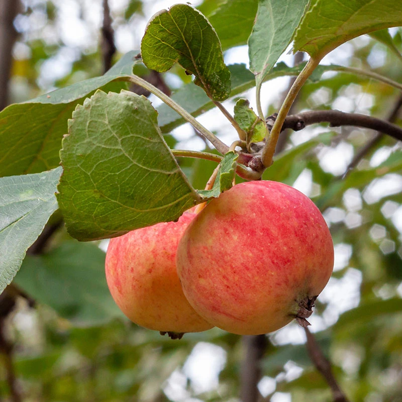 Äpple TRULSA® E - M Uppbindn 4 Äpple TRULSA® E - M Uppbindn - Image 2