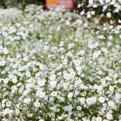 Brudslöja, 6-pack 7 Brudslöja, 6-pack -Elho Garden Shop krukodlad brudsloja 1