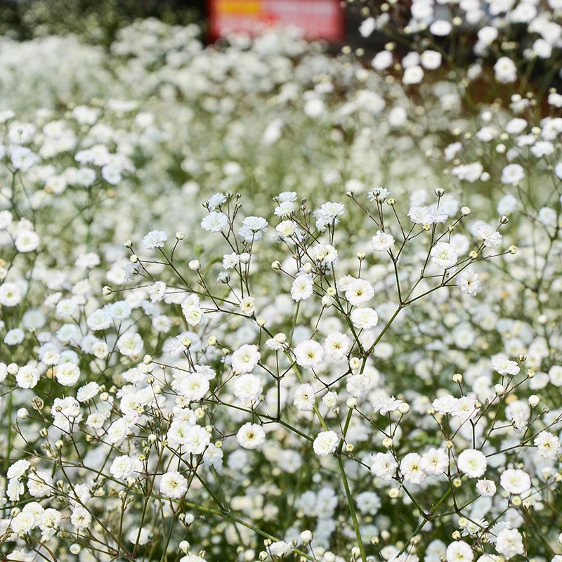 Brudslöja, 6-pack 5 Brudslöja, 6-pack - Image 3