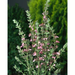 Gamander, 6-pack 5 Gamander, 6-pack -Elho Garden Shop krukodlad gamander 1