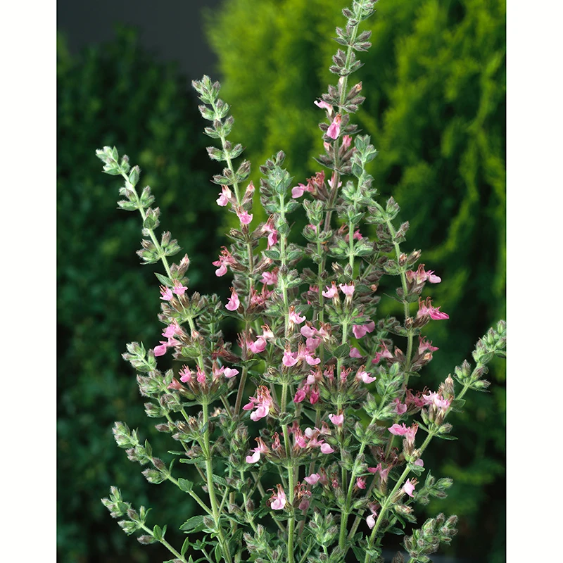 Gamander, 6-pack 4 Gamander, 6-pack - Image 2