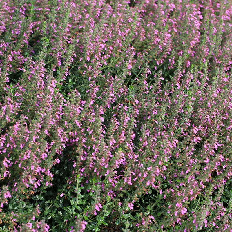 Elho Garden Shop 24 Elho Garden Shop -Elho Garden Shop krukodlad gamander