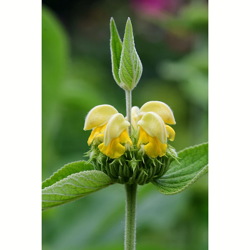 Gul Lejonsvans, 6-pack 4 Gul Lejonsvans, 6-pack - Image 2