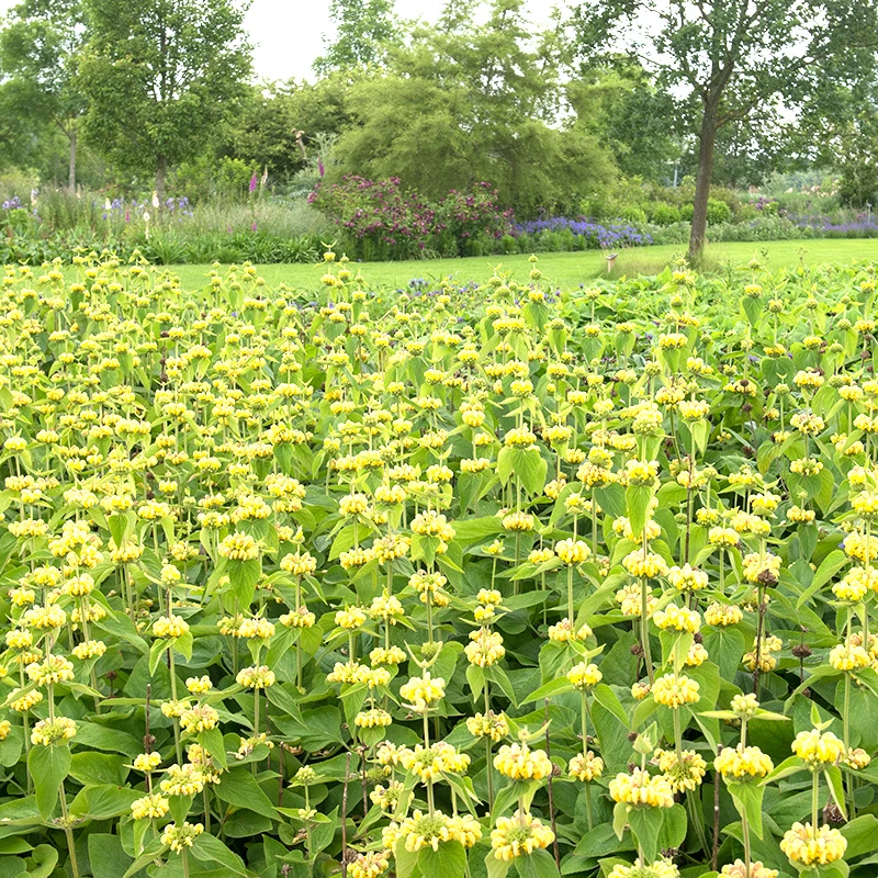 Gul Lejonsvans, 6-pack 5 Gul Lejonsvans, 6-pack - Image 3