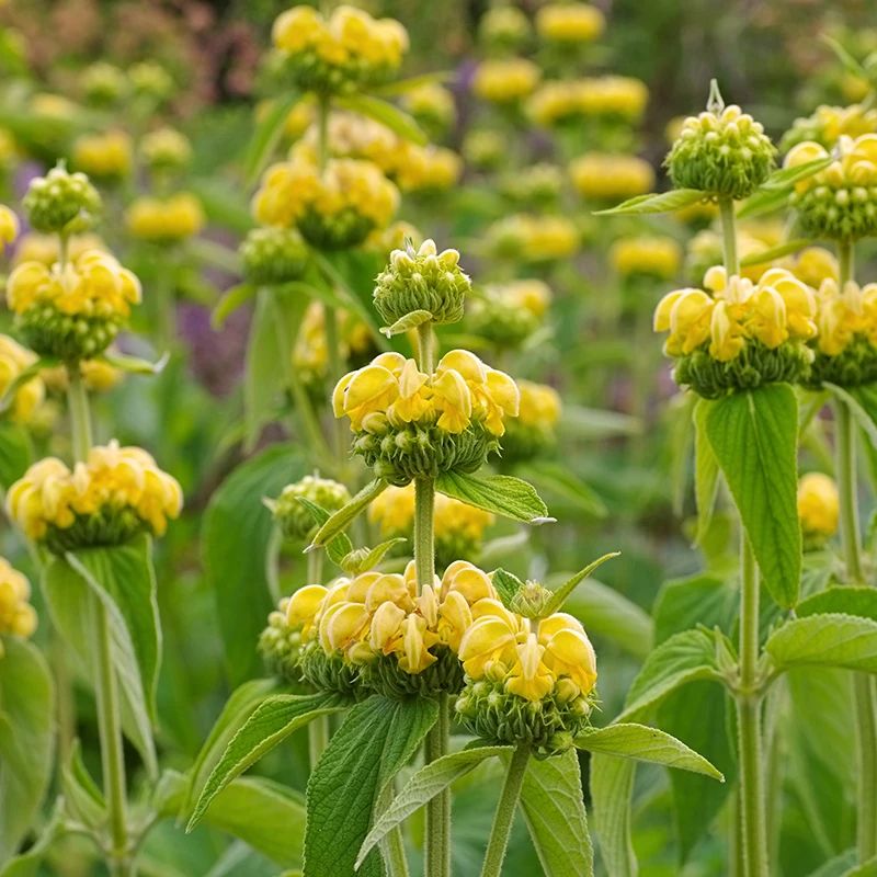 Gul Lejonsvans, 6-pack 3 Gul Lejonsvans, 6-pack