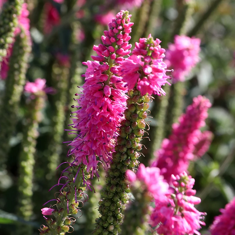 Hälllveronika 'First Love', 3-pack 5 Hälllveronika 'First Love', 3-pack - Image 3