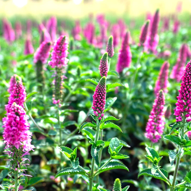 Hälllveronika 'First Love', 3-pack 3 Hälllveronika 'First Love', 3-pack