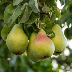 Päron 'Carola'PBR E
