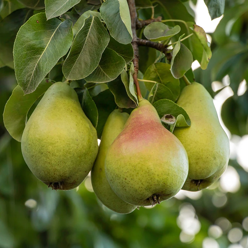 Päron 'Carola'PBR E 3 Päron 'Carola'PBR E