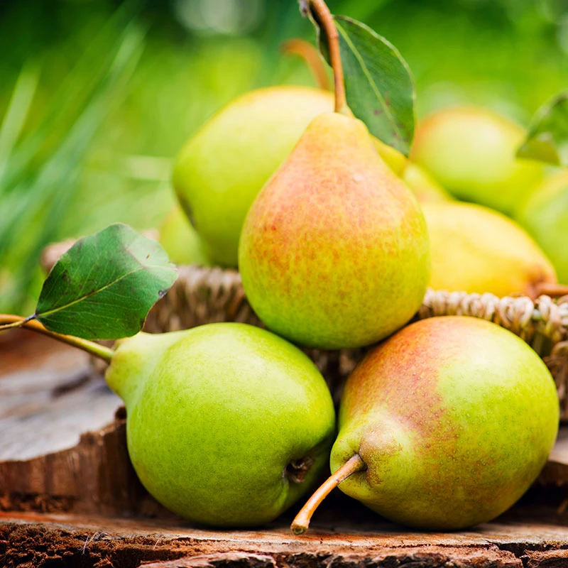 Päron 'Carola'PBR E 4 Päron 'Carola'PBR E - Image 2