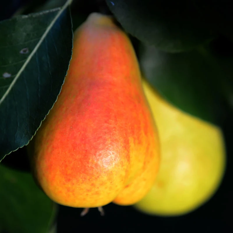 Päron 'Pepi' 3 Päron 'Pepi'