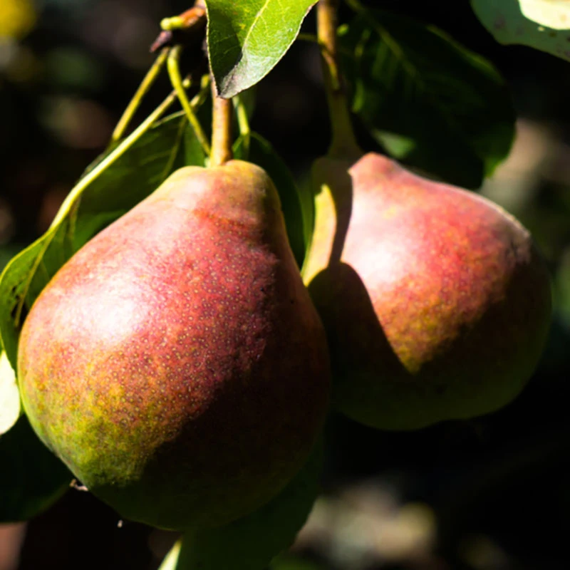 Päron 'Vasarina' 3 Päron 'Vasarina'