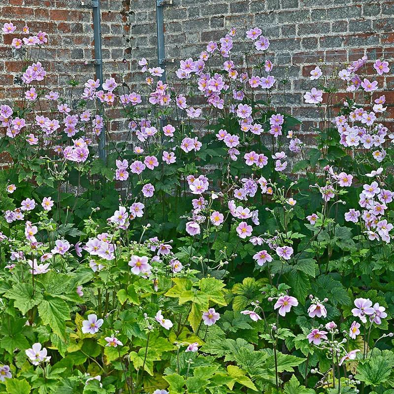 Höstanemon 'Robustissima', 3-pack 4 Höstanemon 'Robustissima', 3-pack - Image 2