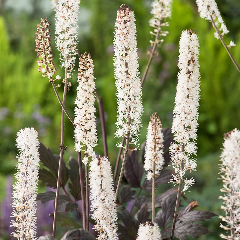 Höstsilverax 'Pink Spike', 3-pack 3 Höstsilverax 'Pink Spike', 3-pack