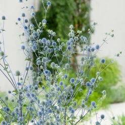 Rysk Martorn, 6-pack -Elho Garden Shop krukodlad perenn rysk martorn 2